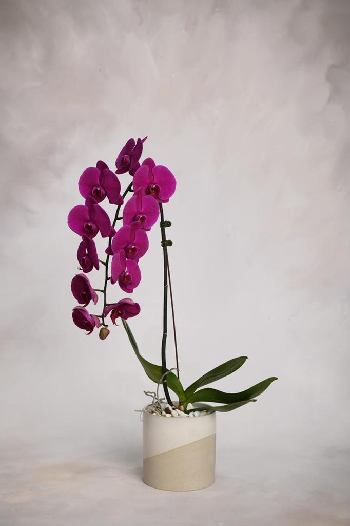 Phalaenopsis Plant